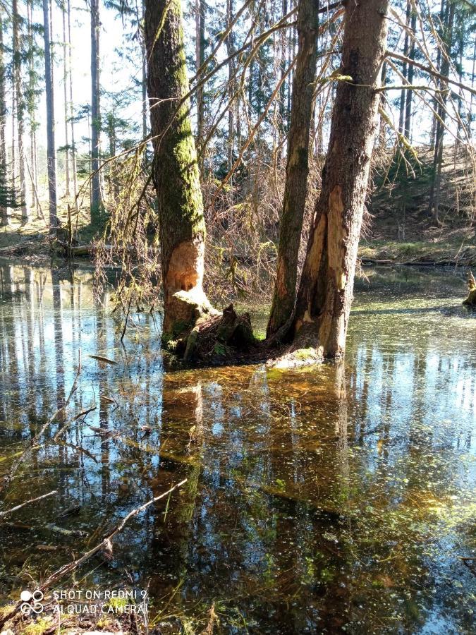 فيلا Domek Letniskowy Na Kaszubach, Borowy Mlyn, Jezioro Gwiazda المظهر الخارجي الصورة